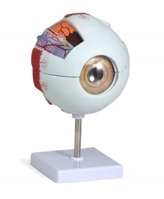 MAKET GÖZ MODEL