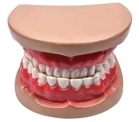 MAKET DİŞ MODEL