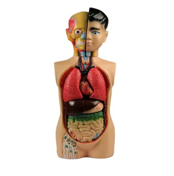 MAKET İNSAN VüCUDU MODEL 8 PARÇA 60 Cm